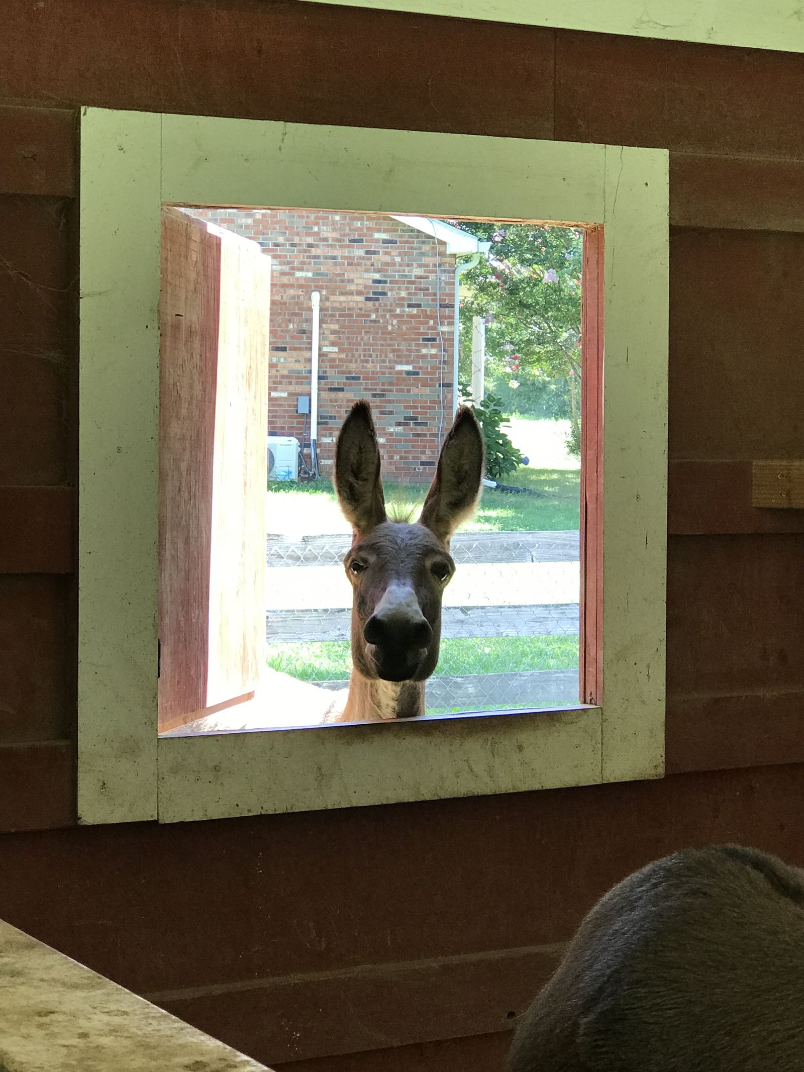 A Woobie Farm pig peeking through the window of its pen on the family's pasture in Fredericksburg, Virginia
